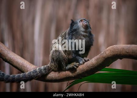 Marmoset à queue noire (Mico melanurus) - singe d'Amérique du Sud Banque D'Images