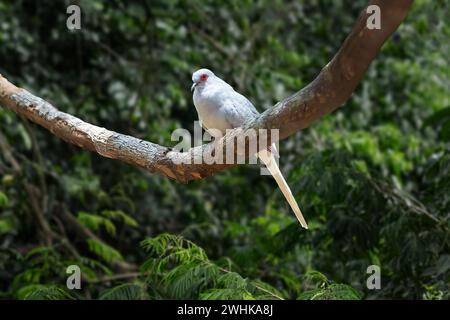 Oiseau de la colombe diamantée (Geopelia cuneata) Banque D'Images