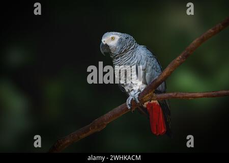 Perroquet gris (Psittacus erithacus) ou perroquet gris africain du Congo Banque D'Images