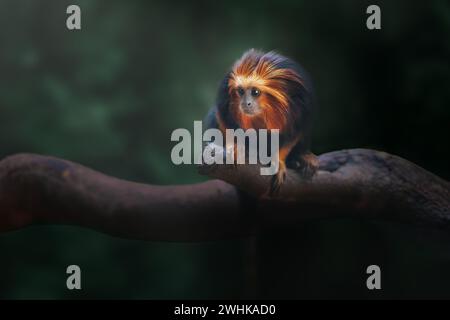 Singe tamarin lion à tête dorée (Leontopithecus chrysomelas) Banque D'Images