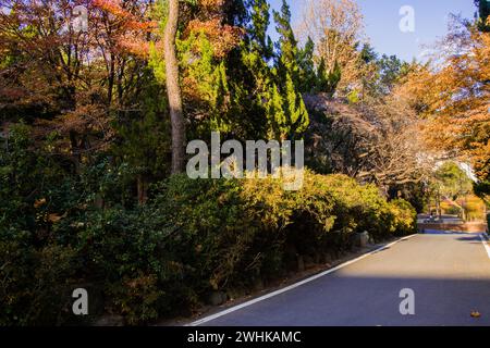 Route pavée dans un parc paisible comme cadre de feuillage luxuriant baigné dans le soleil de l'après-midi Banque D'Images