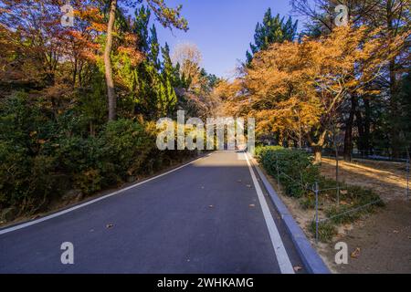 Route pavée dans un parc paisible comme cadre de feuillage luxuriant baigné dans le soleil de l'après-midi Banque D'Images