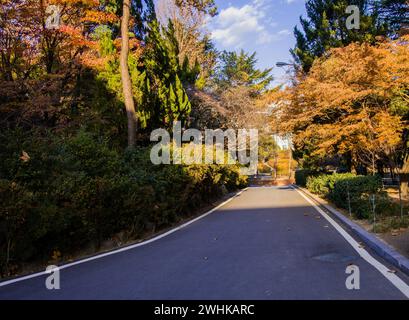 Route pavée dans un parc paisible comme cadre de feuillage luxuriant baigné dans le soleil de l'après-midi Banque D'Images