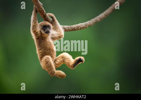 Bébé singe Muriqui du Sud (Brachyteles arachnoides) Banque D'Images