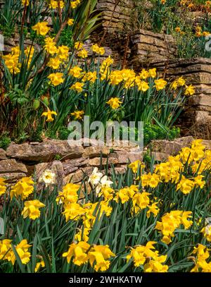 Parterres de fleurs en gradins / en terrasses avec de vieux murs en pierre sèche remplis de fleurs de jonquille blanches et jaunes au printemps, Angleterre, Royaume-Uni. Banque D'Images