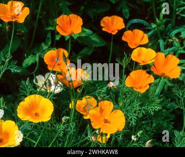 Jaune vif Eschscholzia californica ssp. Fleurs mexicana (California / Mexican Gold Poppy), Angleterre, Royaume-Uni Banque D'Images