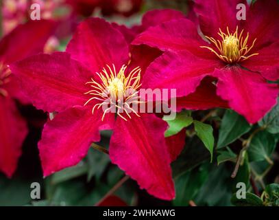 Gros plan de deux fleurs Clematis 'Niobe' rouge rubis profond, Angleterre, Royaume-Uni Banque D'Images