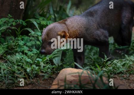 Tayra (Eira barbara) - mustélide d'Amérique centrale et du Sud Banque D'Images