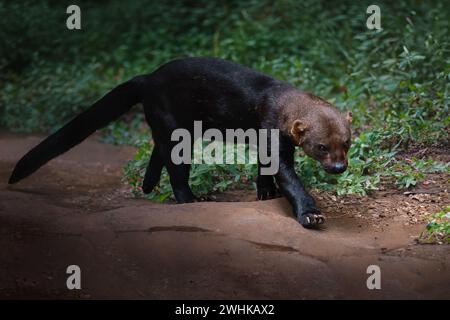 Tayra (Eira barbara) - mustélide d'Amérique centrale et du Sud Banque D'Images