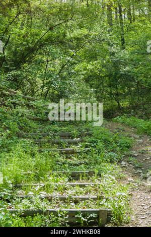 Sentier d'escalier en bois menant à une zone de randonnée boisée luxuriante l'après-midi ensoleillé Banque D'Images