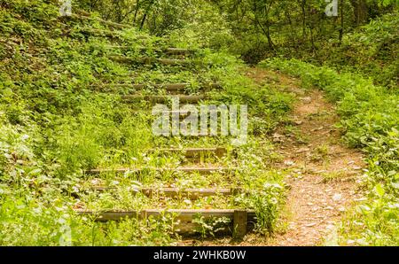 Sentier d'escalier en bois menant à une zone de randonnée boisée luxuriante l'après-midi ensoleillé Banque D'Images