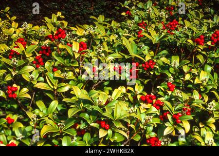 Skimmia Japonica 'Helen Goodall' avec des feuilles persistantes brillantes et des baies rouge vif poussant dans Garden border, Angleterre, Royaume-Uni Banque D'Images