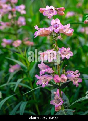 Gros plan de fleurs de Penstemon roses dans le jardin anglais, Angleterre, Royaume-Uni Banque D'Images