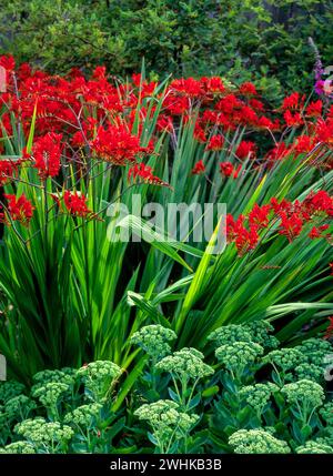 Fleurs de Crocosmia 'Lucifer' rouge vif au-dessus des plantes Hylotelephium / Sedum Spectabile 'Brilliant' à Garden border, Angleterre, Royaume-Uni Banque D'Images