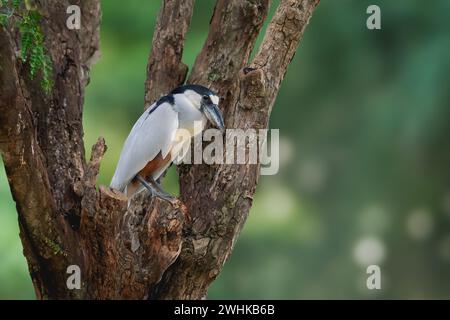 Héron à bec de bateau (Cochlearius cochlearius) - oiseau à bec de bateau Banque D'Images