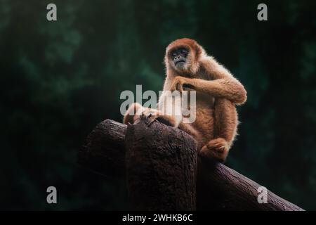 Singe Muriqui du sud (Brachyteles arachnoides) ou singe araignée laineuse Banque D'Images