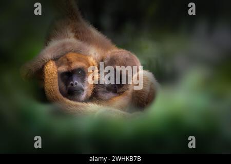 Bébé et mère singe Muriqui du Sud (Brachyteles arachnoides) Banque D'Images