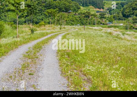 Une voie de gravier route à travers un beau champ de marguerites blanches dans le parc boisé sur un après-midi ensoleillé Banque D'Images