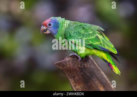 Perroquet amazonien à queue rouge (Amazona brasiliensis) Banque D'Images