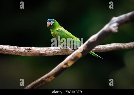 Macaw à épaules rouges (Diopsittaca nobilis) ou Macaw Noble Banque D'Images
