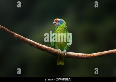 Perroquet amazonien à queue rouge (Amazona brasiliensis) Banque D'Images