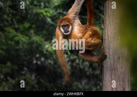 Singe Muriqui du sud (Brachyteles arachnoides) ou singe araignée laineuse Banque D'Images