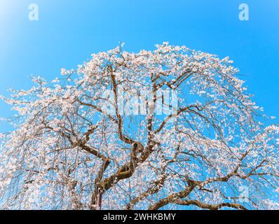 Photographie de la nature représentant les branches supérieures d'un beau shidarezakura japonais pleurant cerisier en pleine floraison pendant la saison printanière hanami Banque D'Images