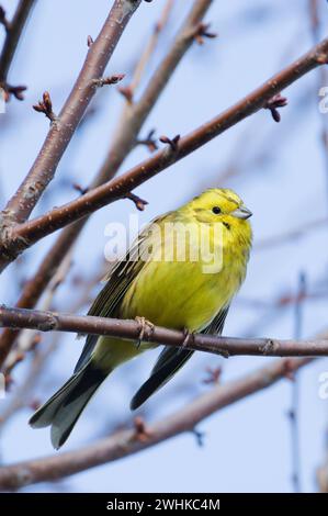 Emberiza citrinella aka yellowhammer sur l'arbre. Bel oiseau jaune. république tchèque nature. Banque D'Images