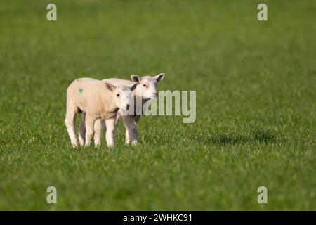 Moutons domestiques (Ovis aries) deux agneaux juvéniles animaux d'élevage debout dans un champ d'herbe, Angleterre, Royaume-Uni Banque D'Images