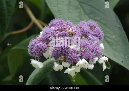 Hydrangea aspera, hortensia, abeille Banque D'Images