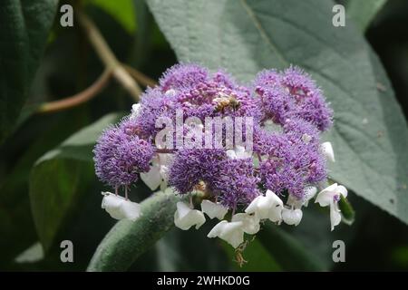 Hydrangea aspera, hortensia, abeille Banque D'Images