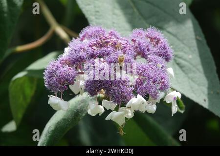 Hydrangea aspera, hortensia, abeille Banque D'Images