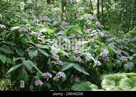 Hydrangea aspera, hortensia Banque D'Images