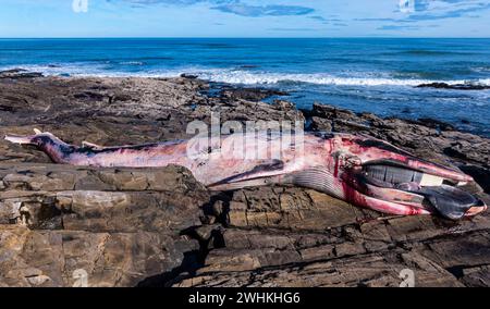 Foz, Espagne. 29 mars 2023. La baleine de Finback s'est échouée au large de Foz le 28 décembre 2023 entre le castro de fazouro et la plage de Pampillosa. La baleine Banque D'Images