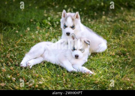 Deux petits chiots Husky aux yeux bleus, portrait Banque D'Images