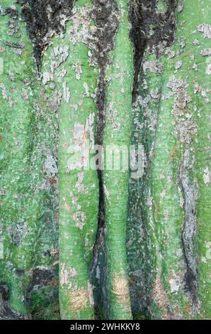 Gros plan photo d'une écorce d'arbre tropical, fond de nature abstraite. Banque D'Images