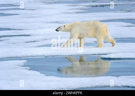 Ours polaire (Ursus maritimus), alimentation, biotope, habitat Banque D'Images