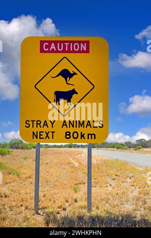 Panneau de danger en Australie, méfiez-vous des animaux, méfiez-vous du bétail, méfiez-vous des kangourous, animaux errants, vache, vaches Banque D'Images