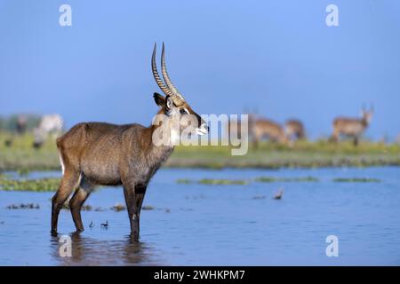 Un waterbuck au lac Naivasha, Kenya. Boeuf defassa (Kobus defassa) Banque D'Images