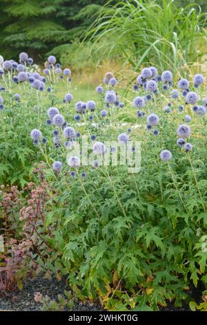 Chardon du globe Banat (Echinops bannaticus 'Taplow Blue'), Université des sciences appliquées d'Osnabrueck, République fédérale d'Allemagne Banque D'Images