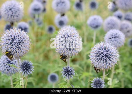 Chardon du globe Banat (Echinops bannaticus 'Taplow Blue'), Université des sciences appliquées d'Osnabrueck, République fédérale d'Allemagne Banque D'Images