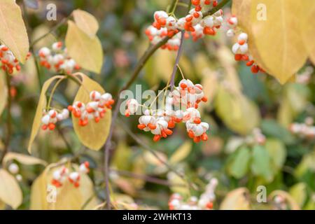 Arbuste à fuseau vert (Euonymus fortunei 'Vegetus'), Buergerwiese, République fédérale d'Allemagne Banque D'Images