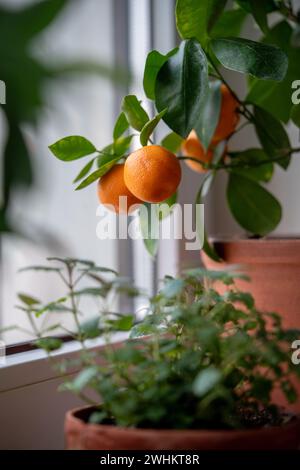 Arbre de mandarine avec des fruits dans un pot en terre cuite sur le rebord de la fenêtre à la maison. Plante d'agrumes de Calamondin. Banque D'Images