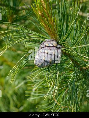 PIN suisse (Pinus cembra), Rhodo 2014, République fédérale d'Allemagne Banque D'Images