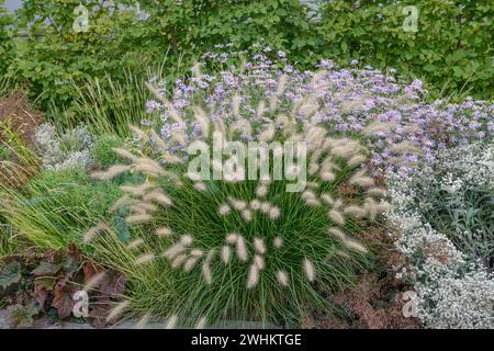 Lampadaire (Pennisetum alopecuroides 'Little Bunny'), ABB, République fédérale d'Allemagne Banque D'Images