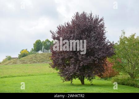 Prune sanguine (Prunus cerasifera 'Nigra'), jardins de Hohenheim, République fédérale d'Allemagne Banque D'Images