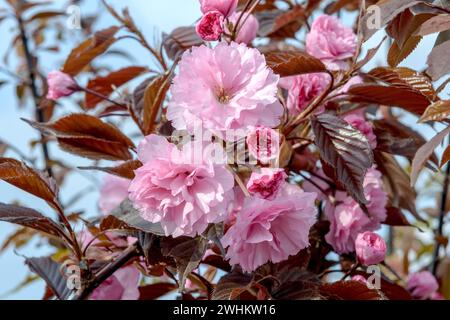 Cerise ornementale (Prunus serrulata 'Royal Burgundy'), BS Saemann, République fédérale d'Allemagne Banque D'Images