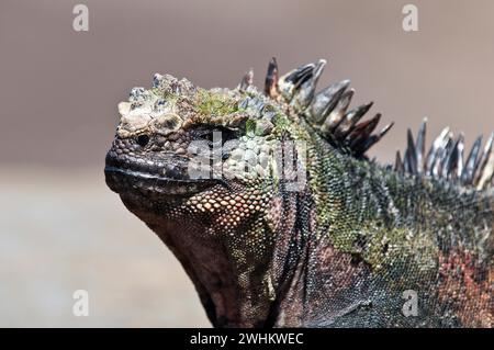 Iguane marin (Amblyrhynchus cristatus), Port Egas (Baie James) Isla Santiago (Île Santiago), Îles Galapagos, Équateur, Galapagos, Équateur, Sud Banque D'Images