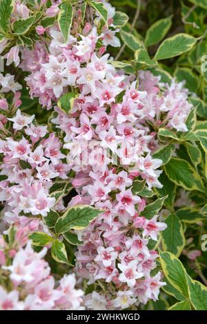 Weigela (Weigela 'Nana variegata'), République fédérale d'Allemagne Banque D'Images