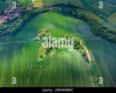 Un bosquet de forme naturelle en Pologne, vu du point de vue d'un oiseau, a la forme d'un caniche. Banque D'Images